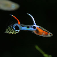 Guppy fish