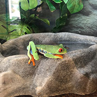 Leopard Frog